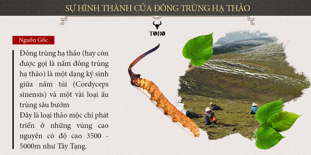  Giá sỉ Đông trùng hạ thảo cao cấp nguyên con - Tăng cường sinh lý bồi bổ cơ thể - 5g loại tốt