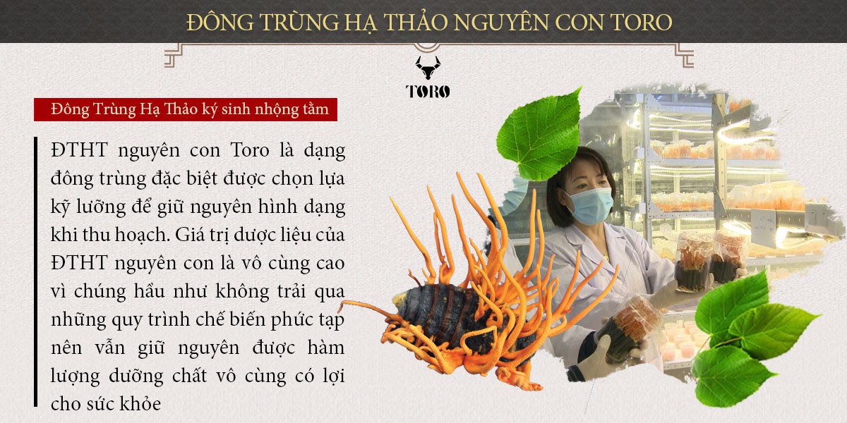  Giá sỉ Đông trùng hạ thảo cao cấp nguyên con - Tăng cường sinh lý bồi bổ cơ thể - 5g loại tốt